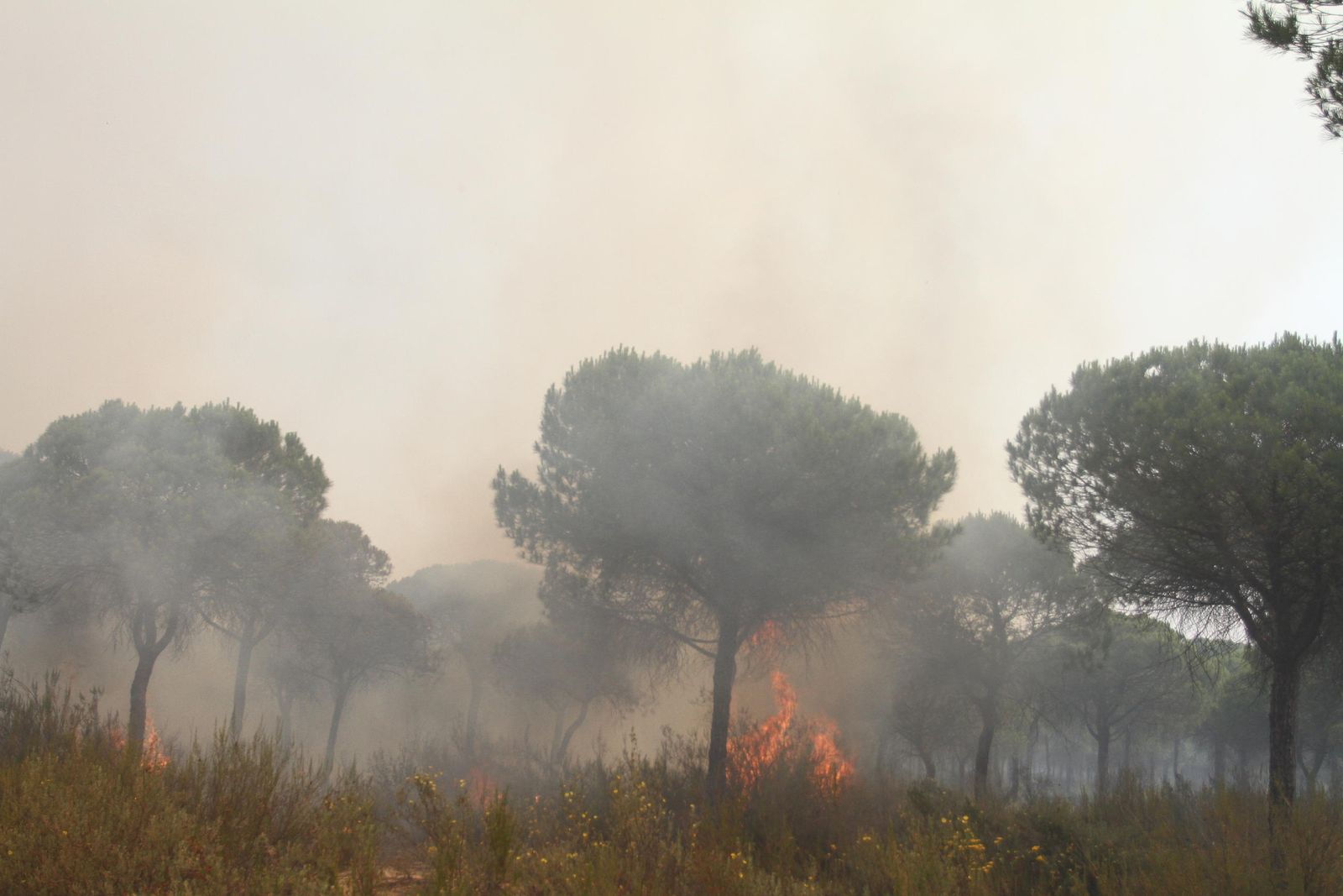 Las imágenes del incendio en Moguer y Mazagón