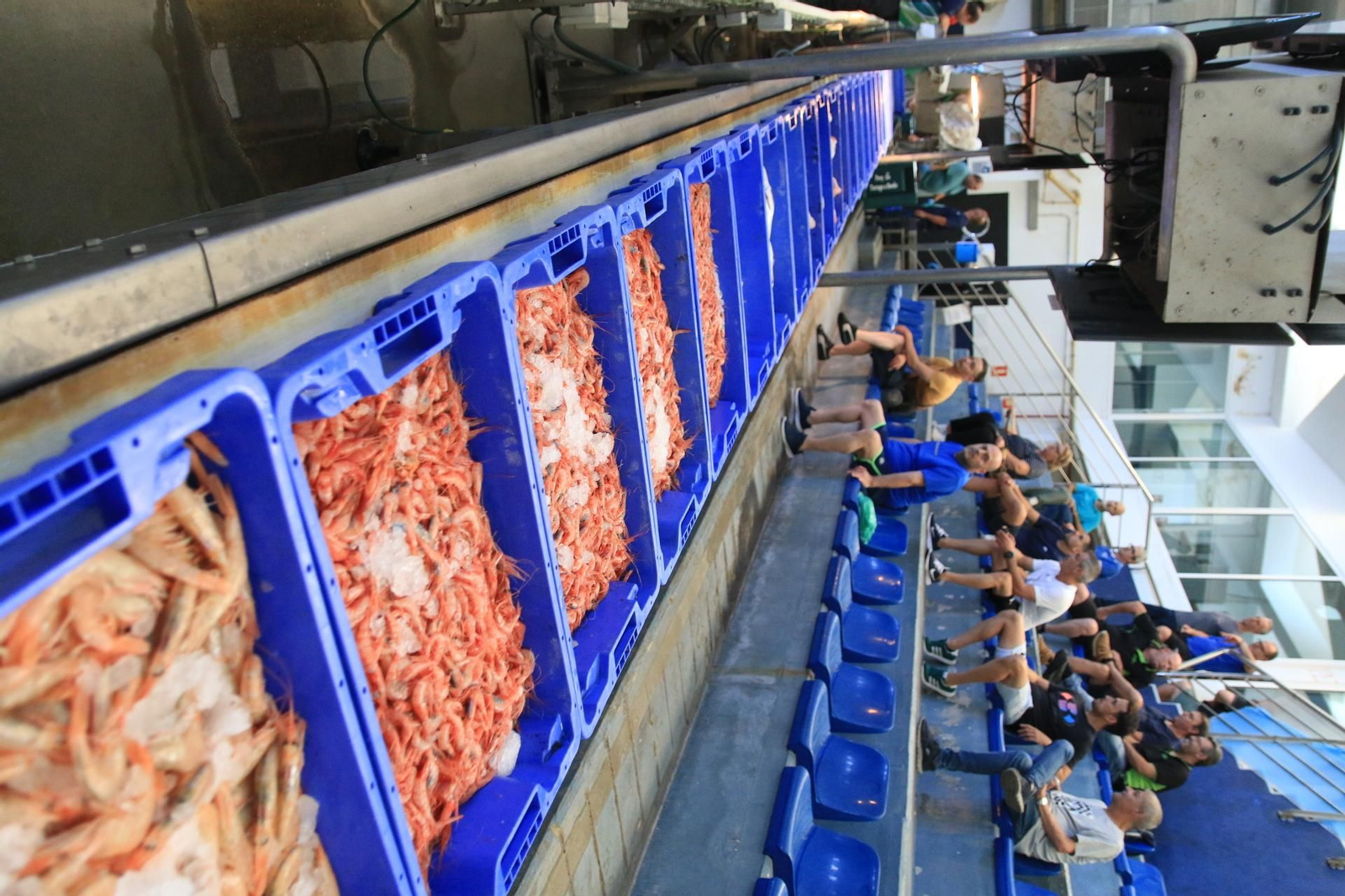 Vea cómo se descargan y se venden en la lonja la Gamba Roja de Almería