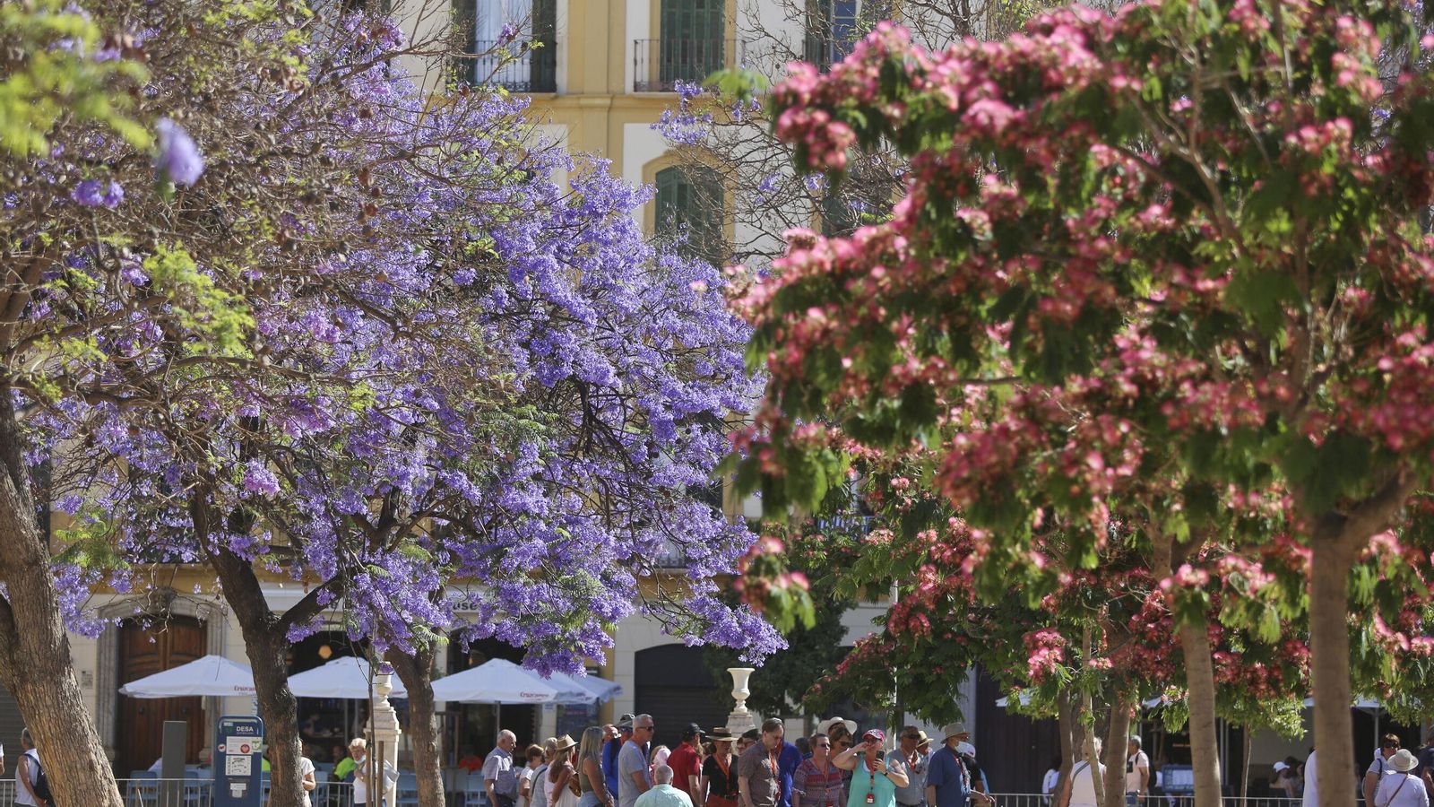 Vegetación y árboles de la Plaza de la Merced. Vegetación y árboles de la Plaza de la Merced.