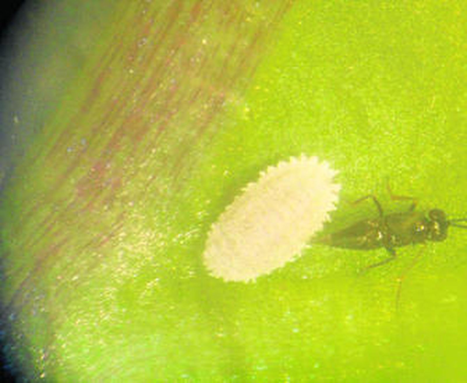 La eficacia del parasitoide se ha demostrado en múltiples ensayos.