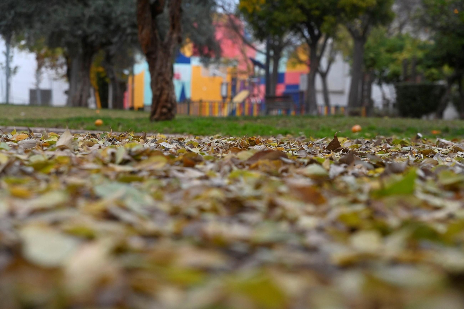 Otoño hojas caídas árboles córdoba