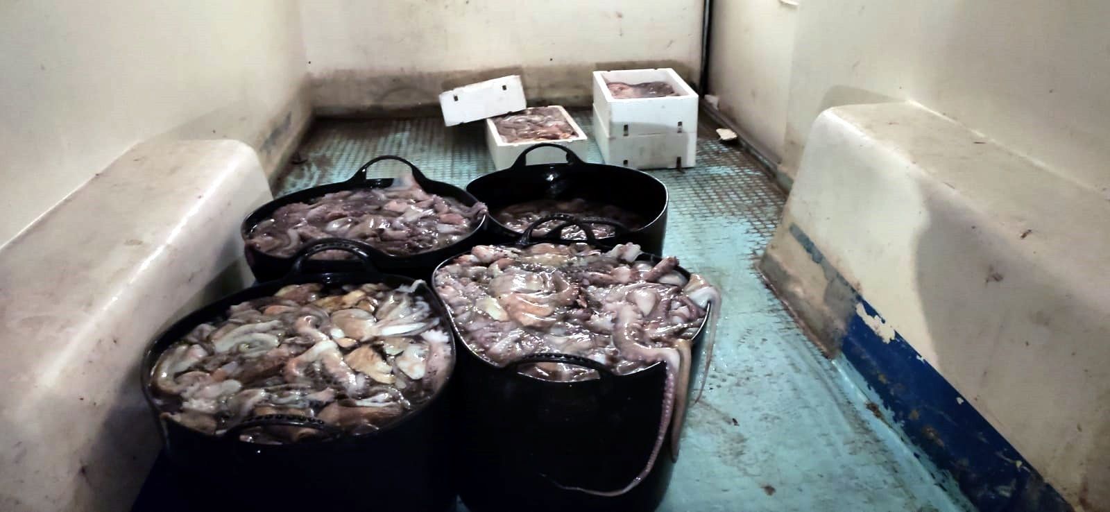 Pulpos inmaduros incautados en el puerto de Marbella.