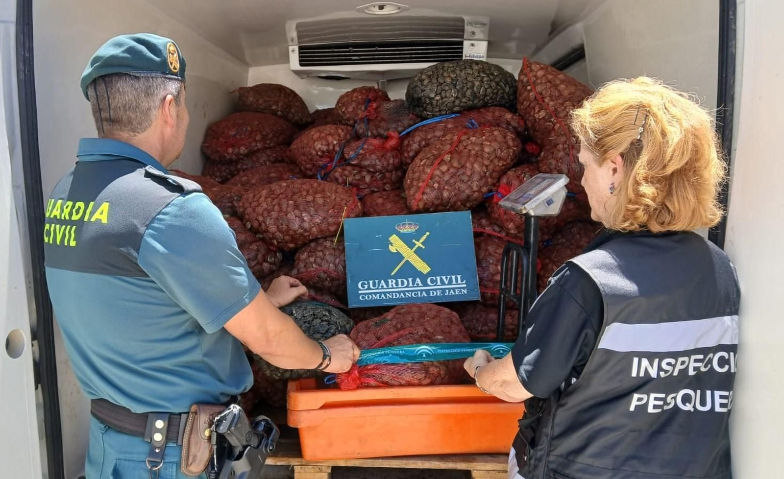Almejas incautadas por la Guardia Civil.