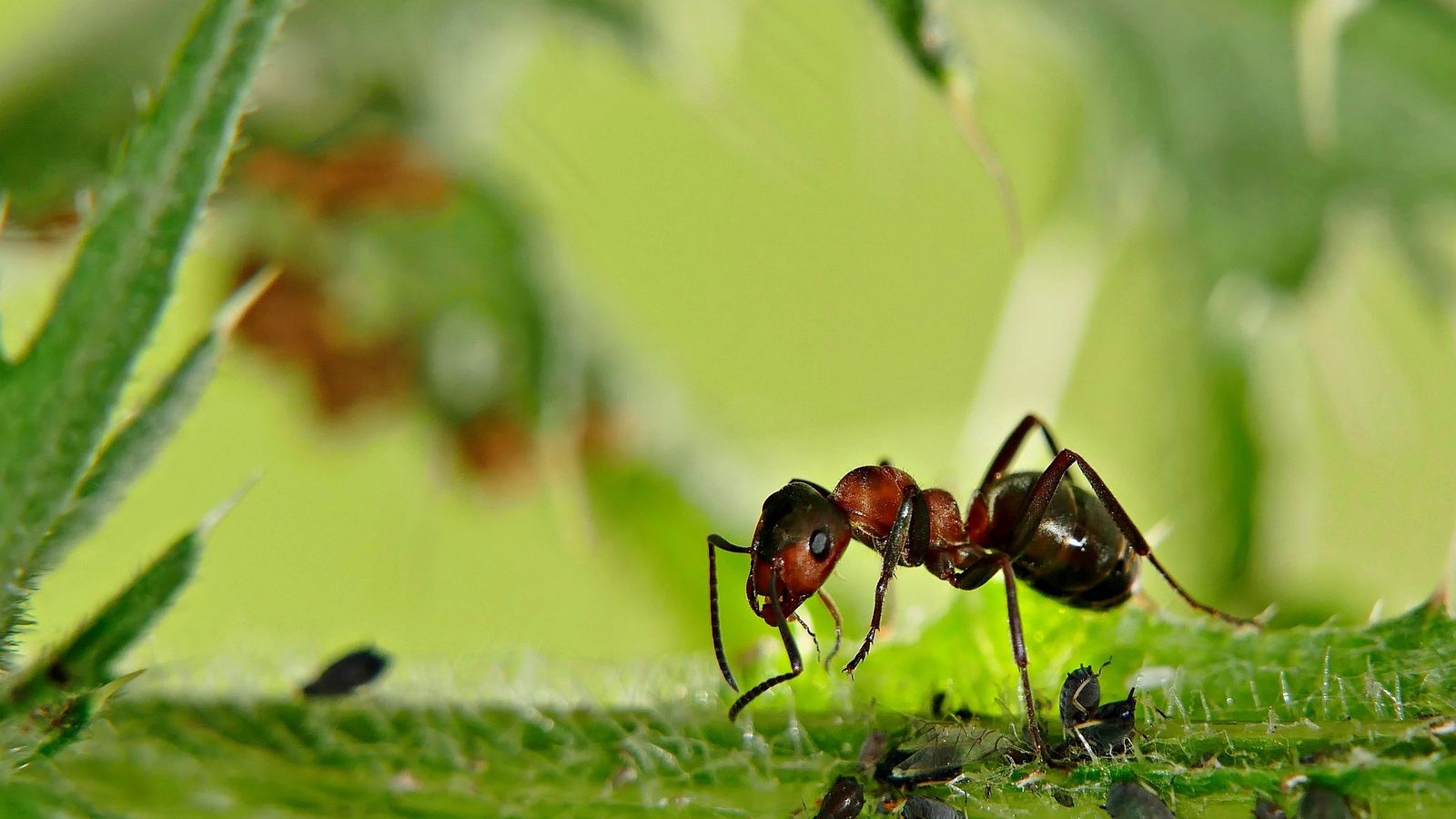 Hormiga, en el ámbito de la naturaleza