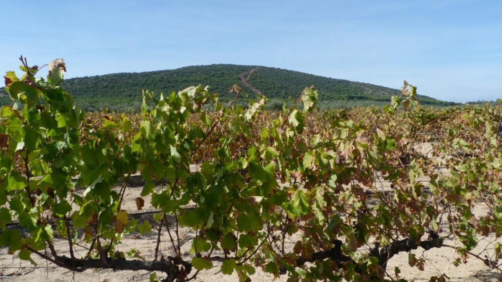 La sierra de Mollina se vislumbrará durante todo el camino.