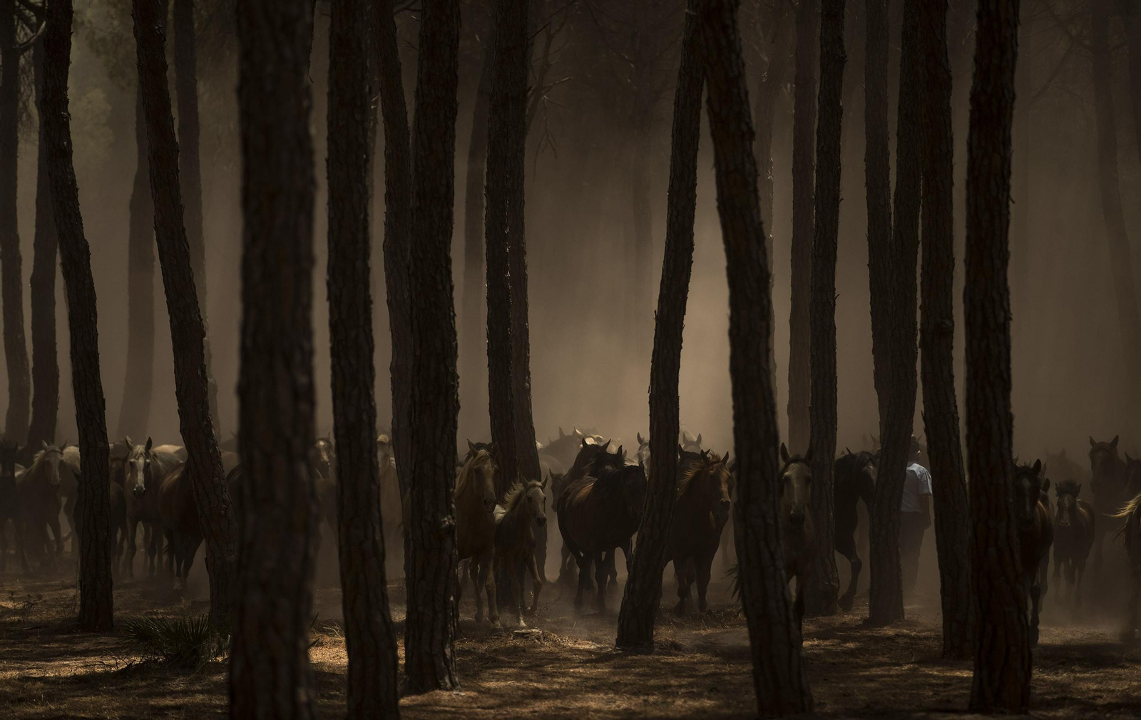 La Saca de las Yeguas, en imágenes