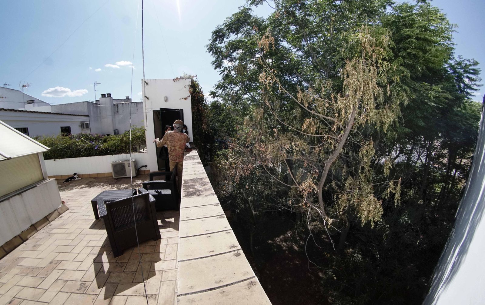 La masa de árboles que oxigena las viviendas de la calle González Cuadrado, vista desde la azotea de uno de los edificios colindantes.