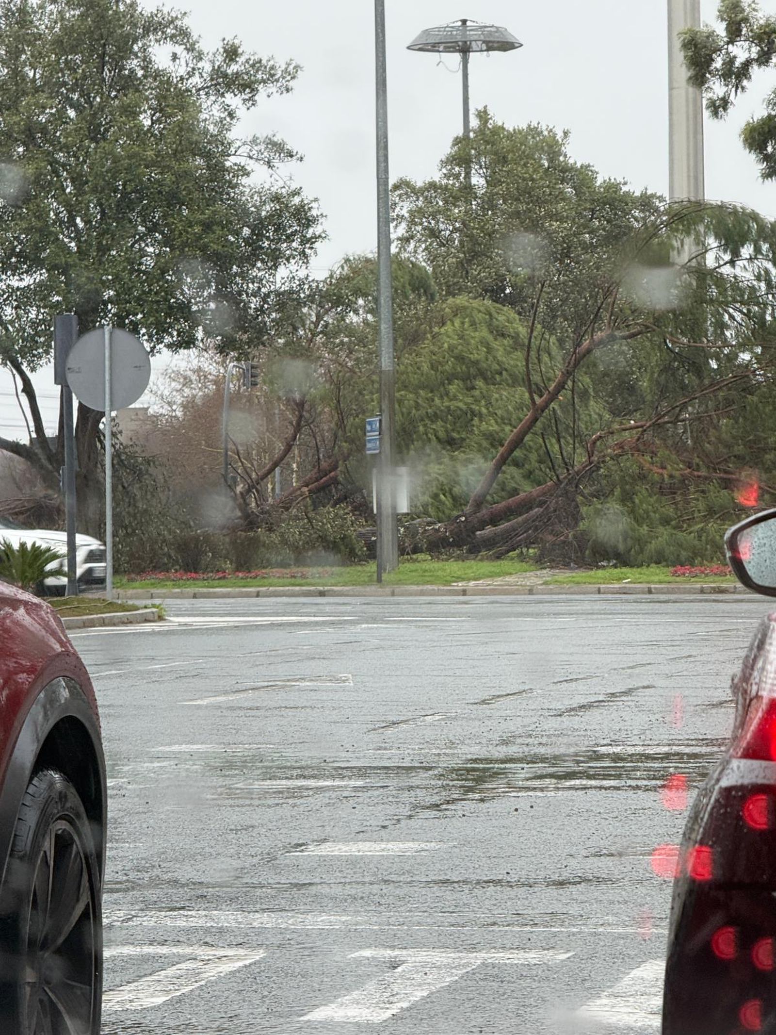 Cae un árbol en la rotonda olímpica de Sevilla