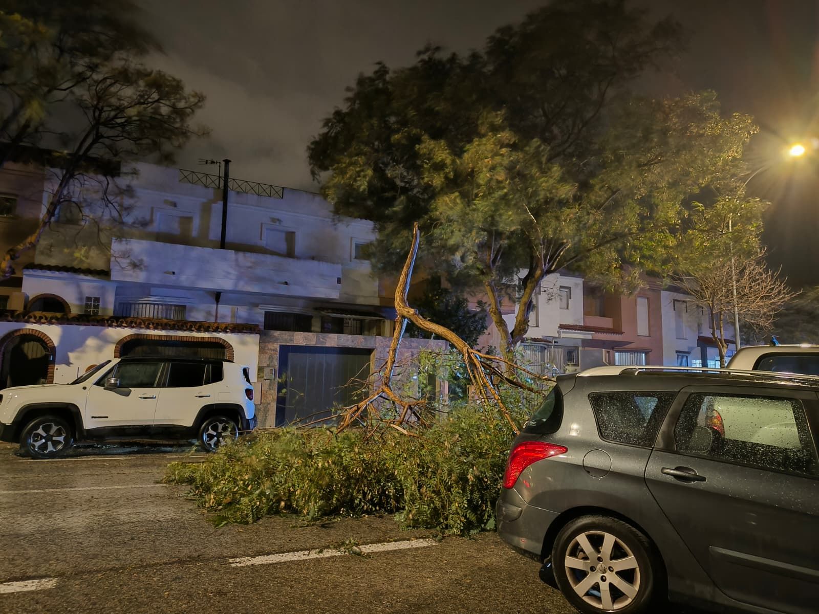 El árbol arrancado por el viento en la avenida América.