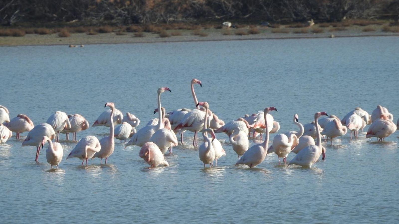 Flamencos en la Laguna de Tíscar en Puente Genil.