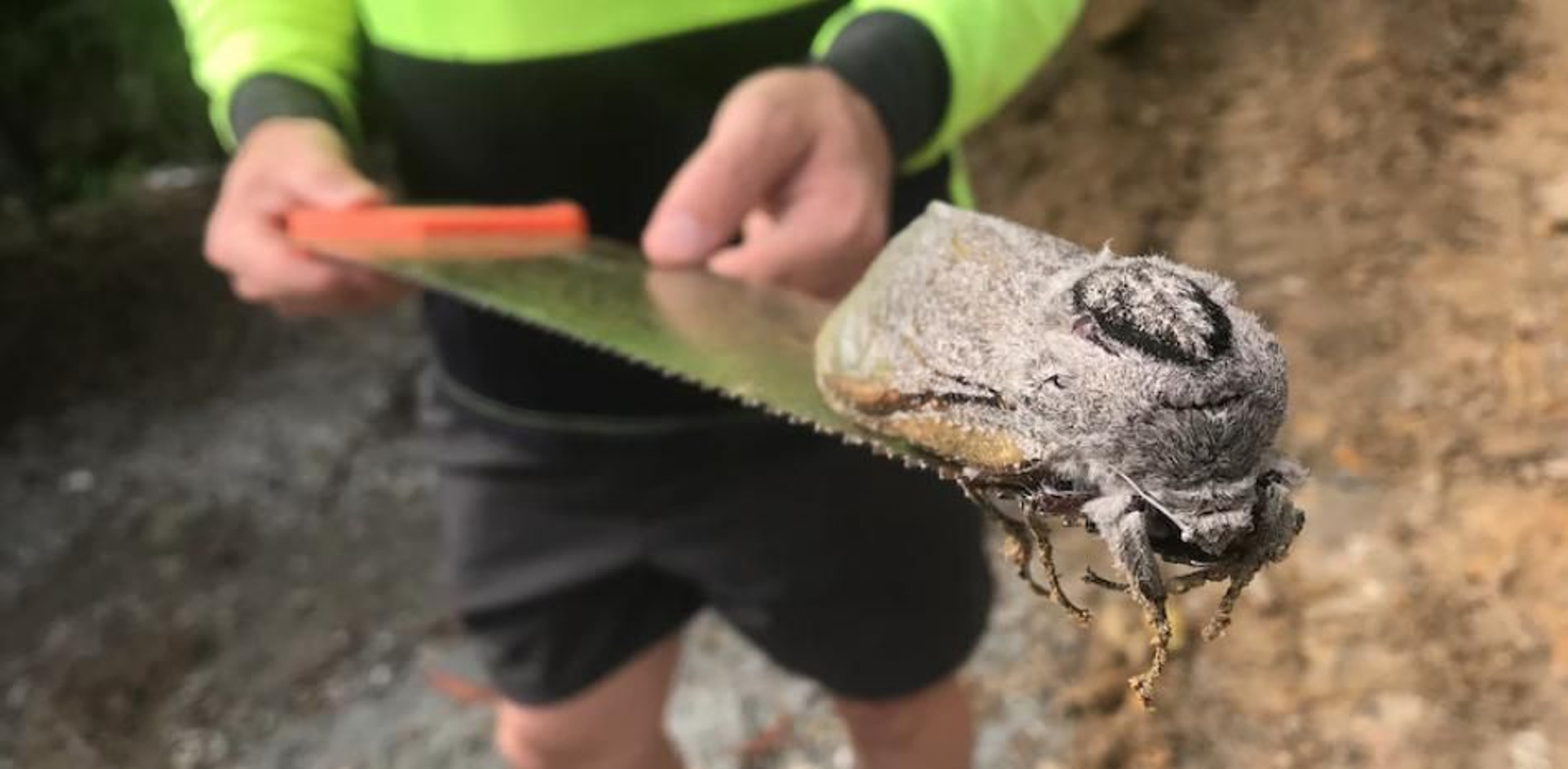 Encuentran una polilla gigante en un colegio de Australia