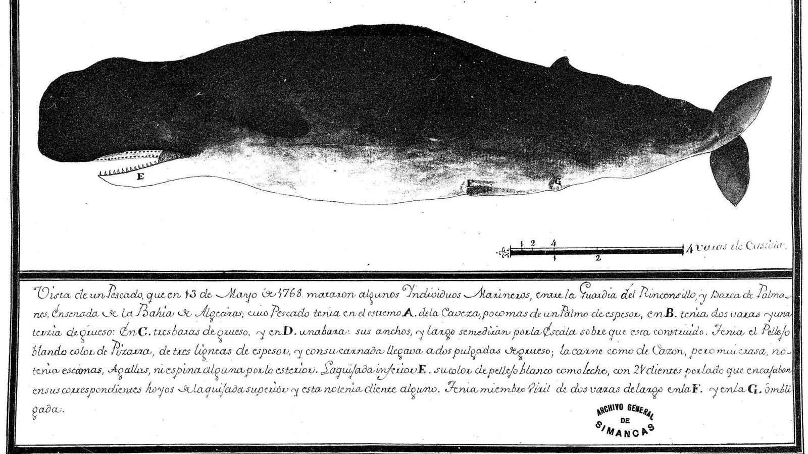 Vista de un 'Pescado' cazado por marineros en 1768, Algeciras.