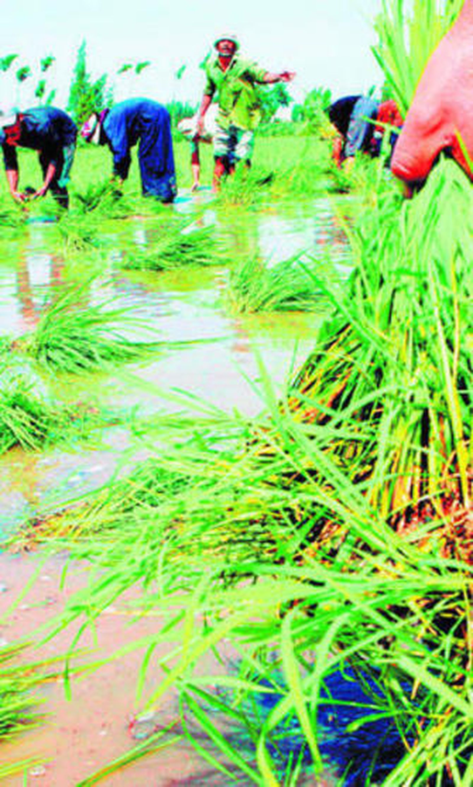 La siembra del arroz se ha retrasado este año y el plazo se ha ampliado hasta este jueves, 30 de junio.