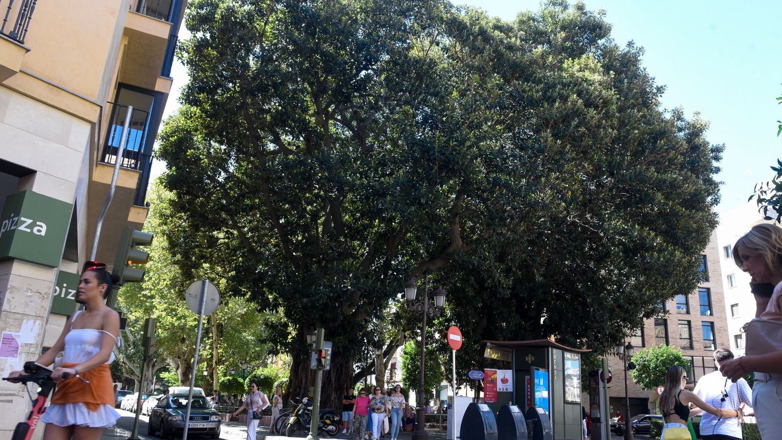Uno de los ficus de la Plaza del Cristo de Burgos.