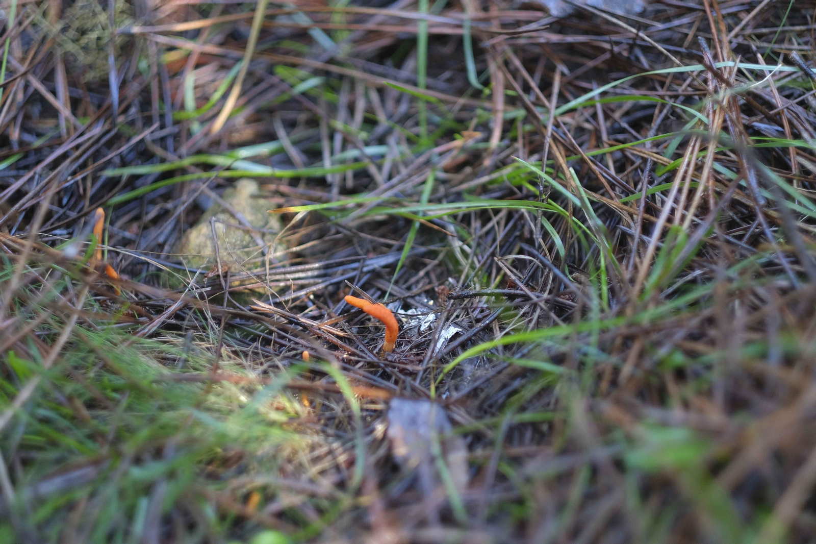 Mocología de la Serranía de Ronda, en fotos.