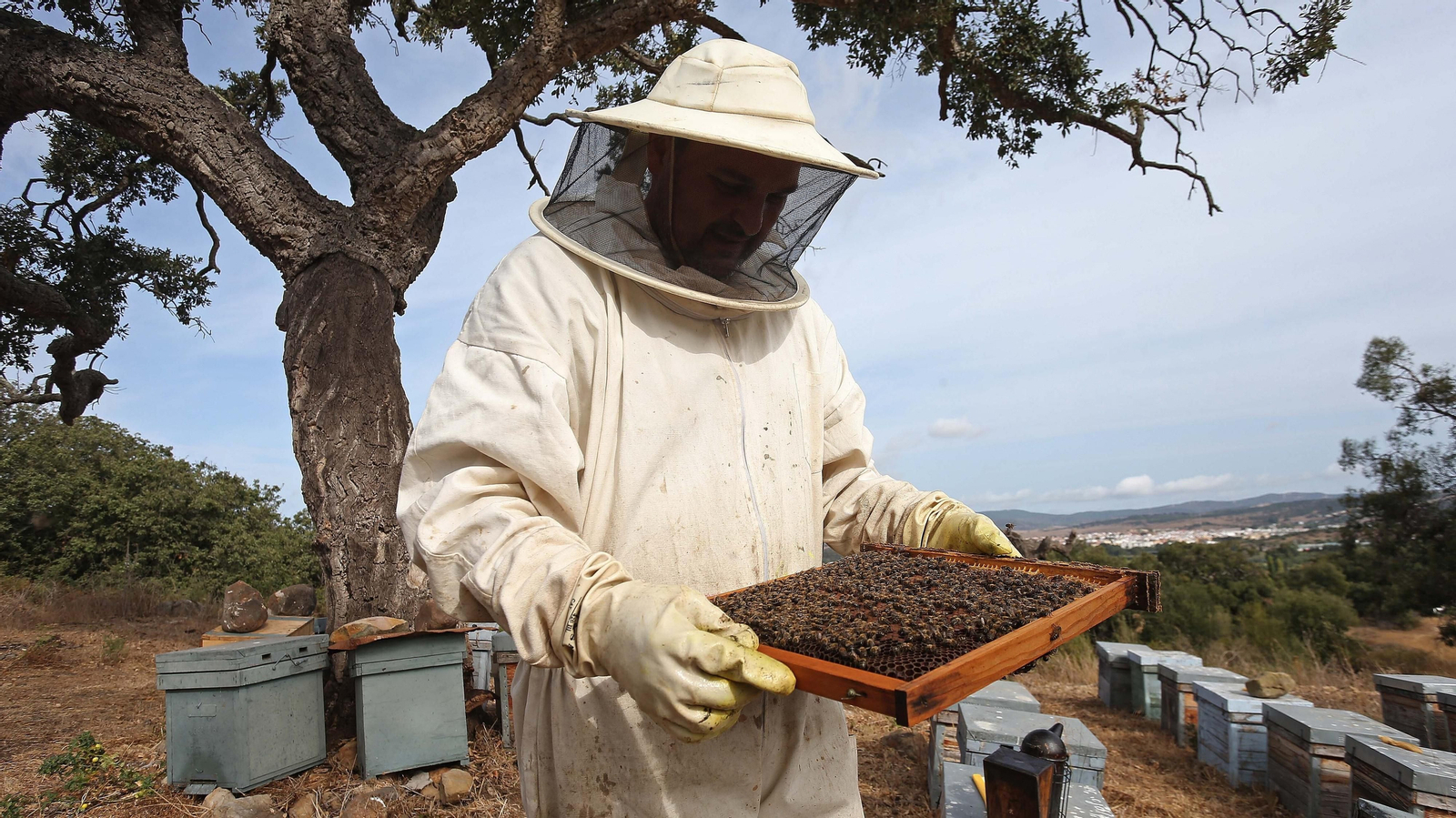 El arte de la apicultura en Los Barrios