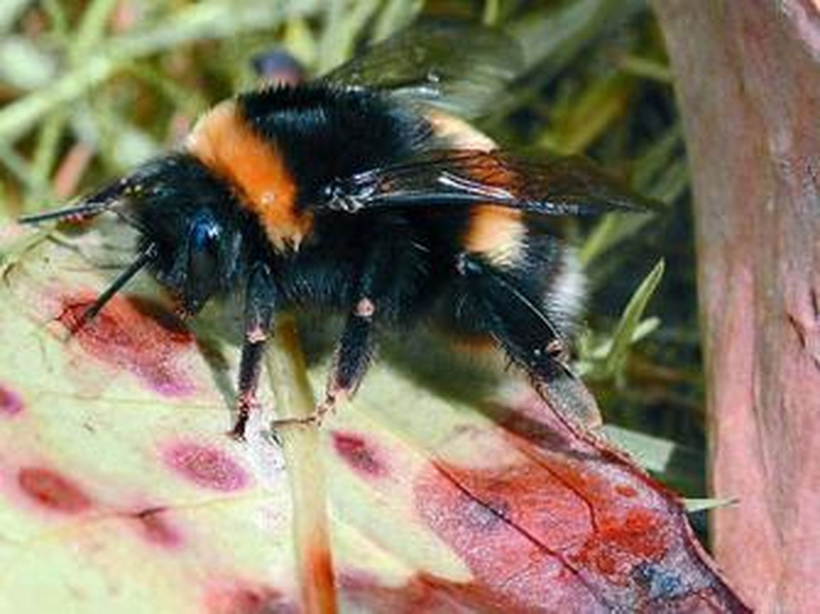 Abejorros para las fresas