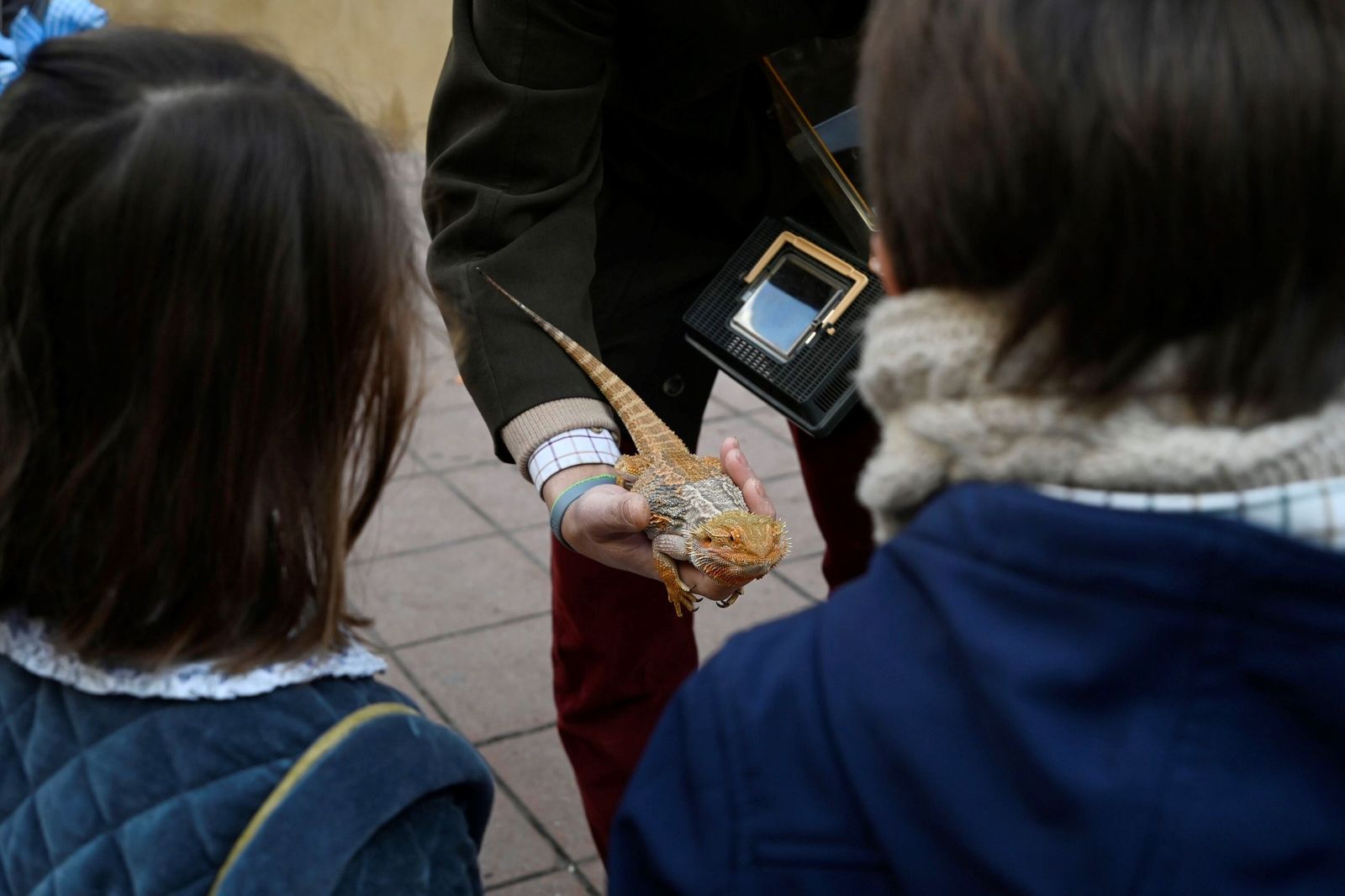 La bendición de animales por San Antón en Córdoba