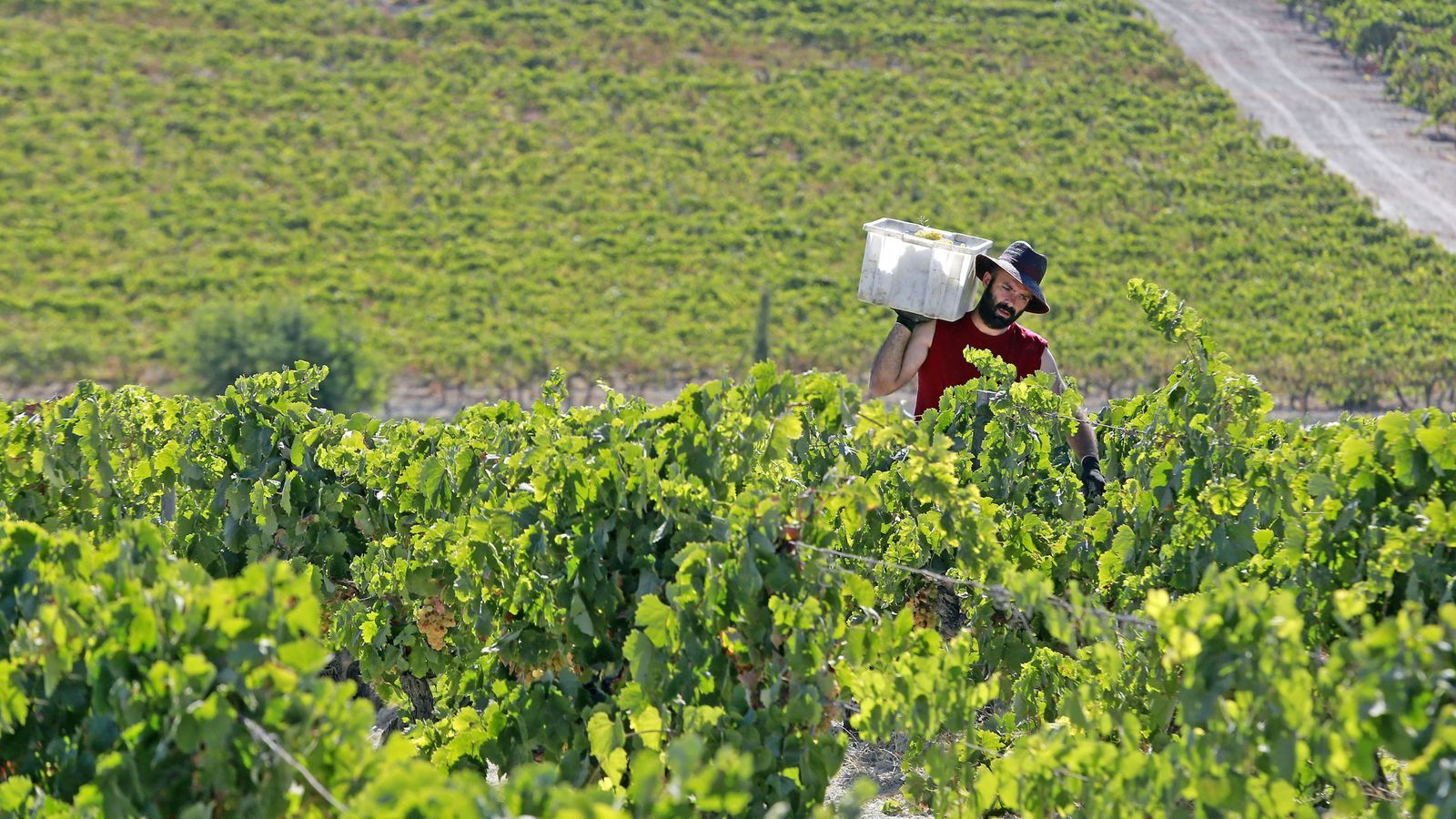 Vendimia y pisa de la uva tradicional en Viña El Corregidor de Bodegas Luis Pérez