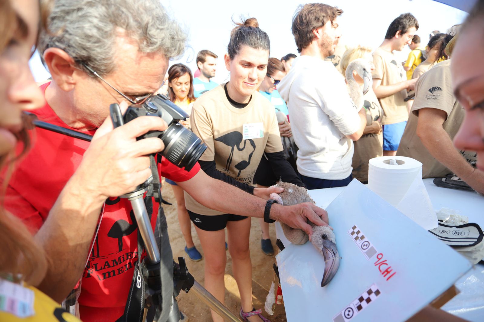 Imágenes del anillamiento de Flamencos en Marismas del Odiel