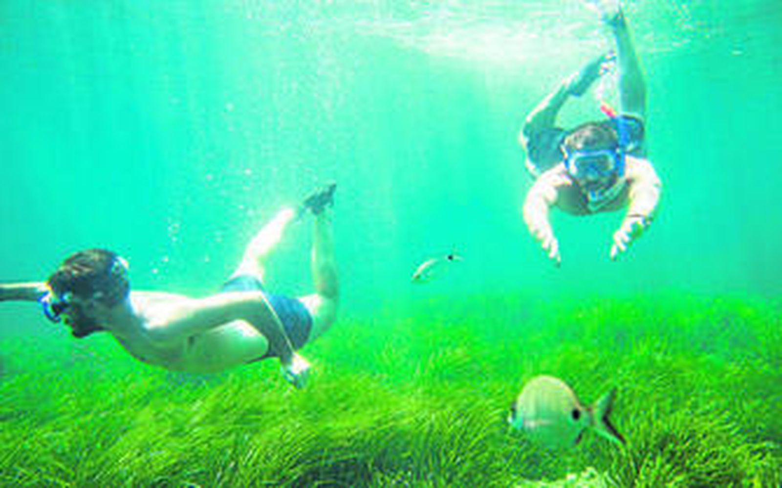 Campos de Posidonias en Los Escullos, un lugar privilegiado para realizar el submarinismo.