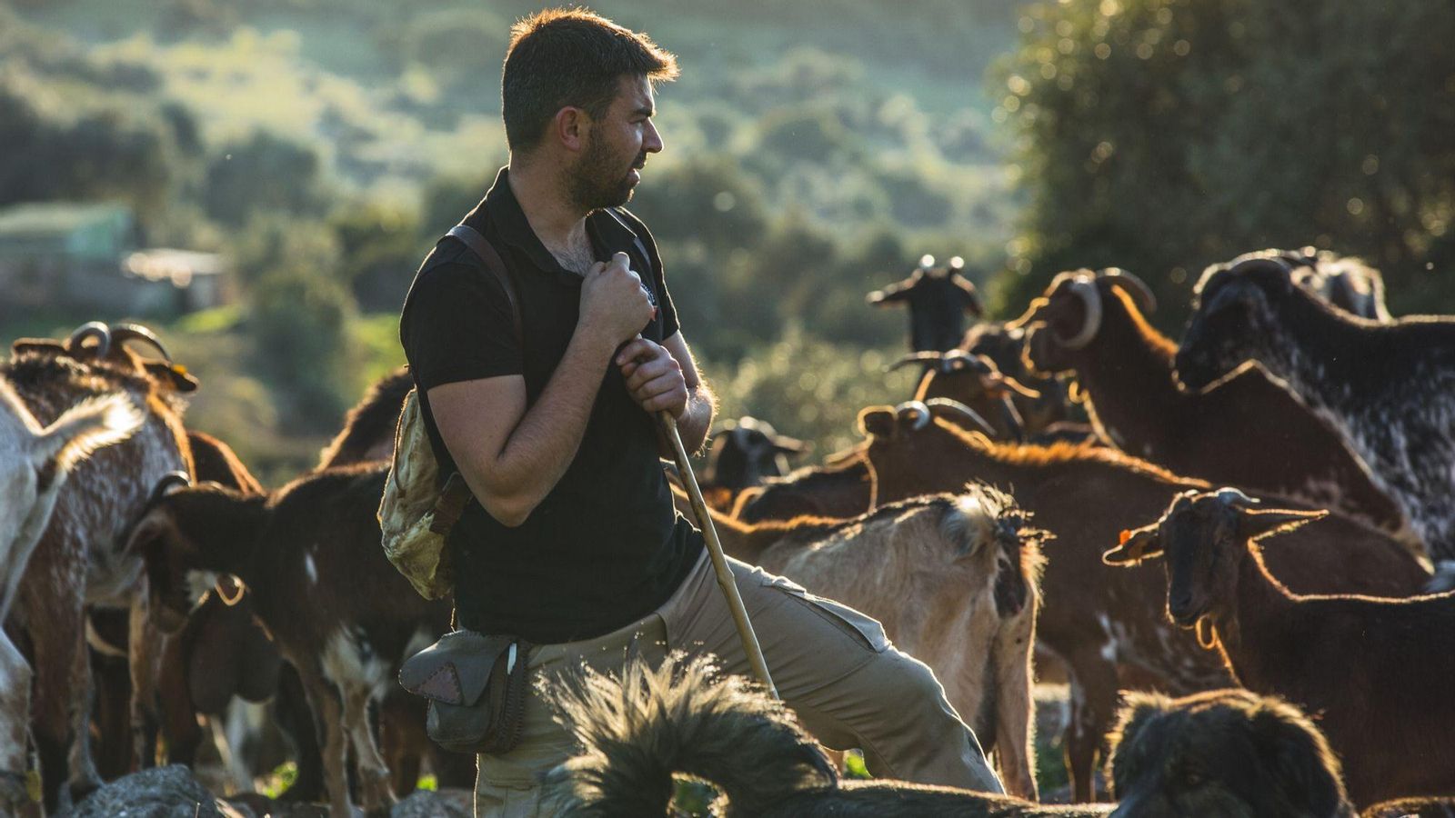 Una pastor en una imagen de archivo