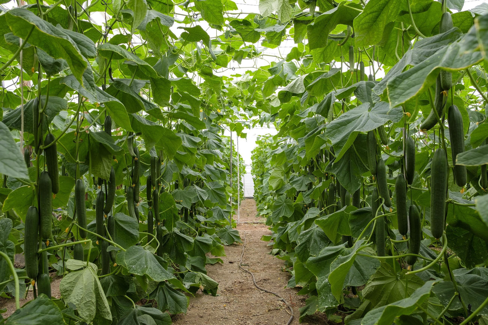 Plantación de pepino en Almería.