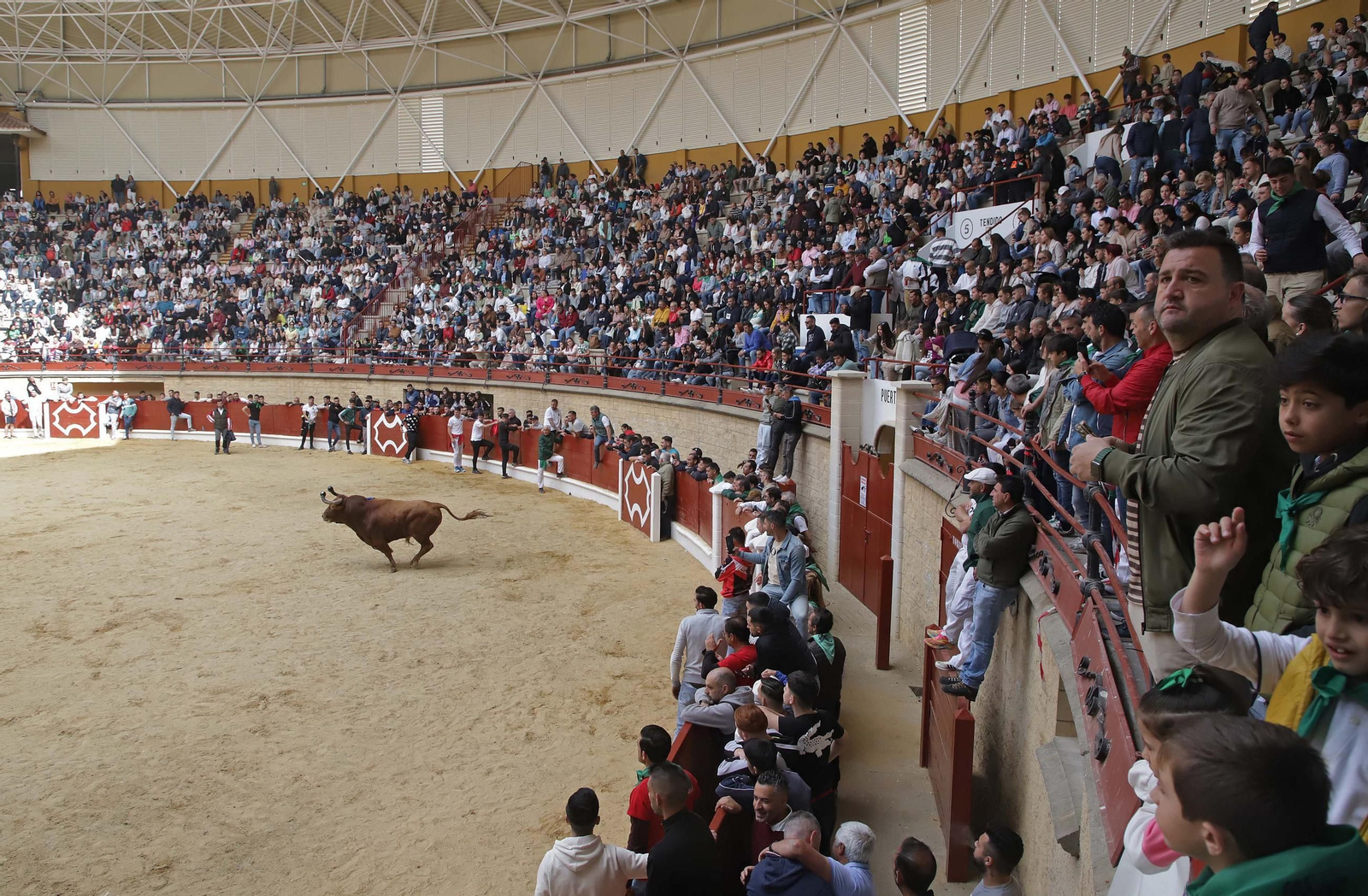 Fotos de los encierros del domingo del Toro Embolao en Los Barrios