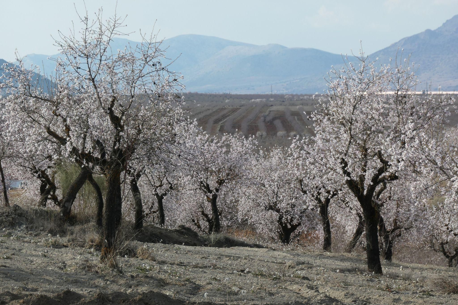 Pueblos de Almería para disfrutar de los almendros en flor
