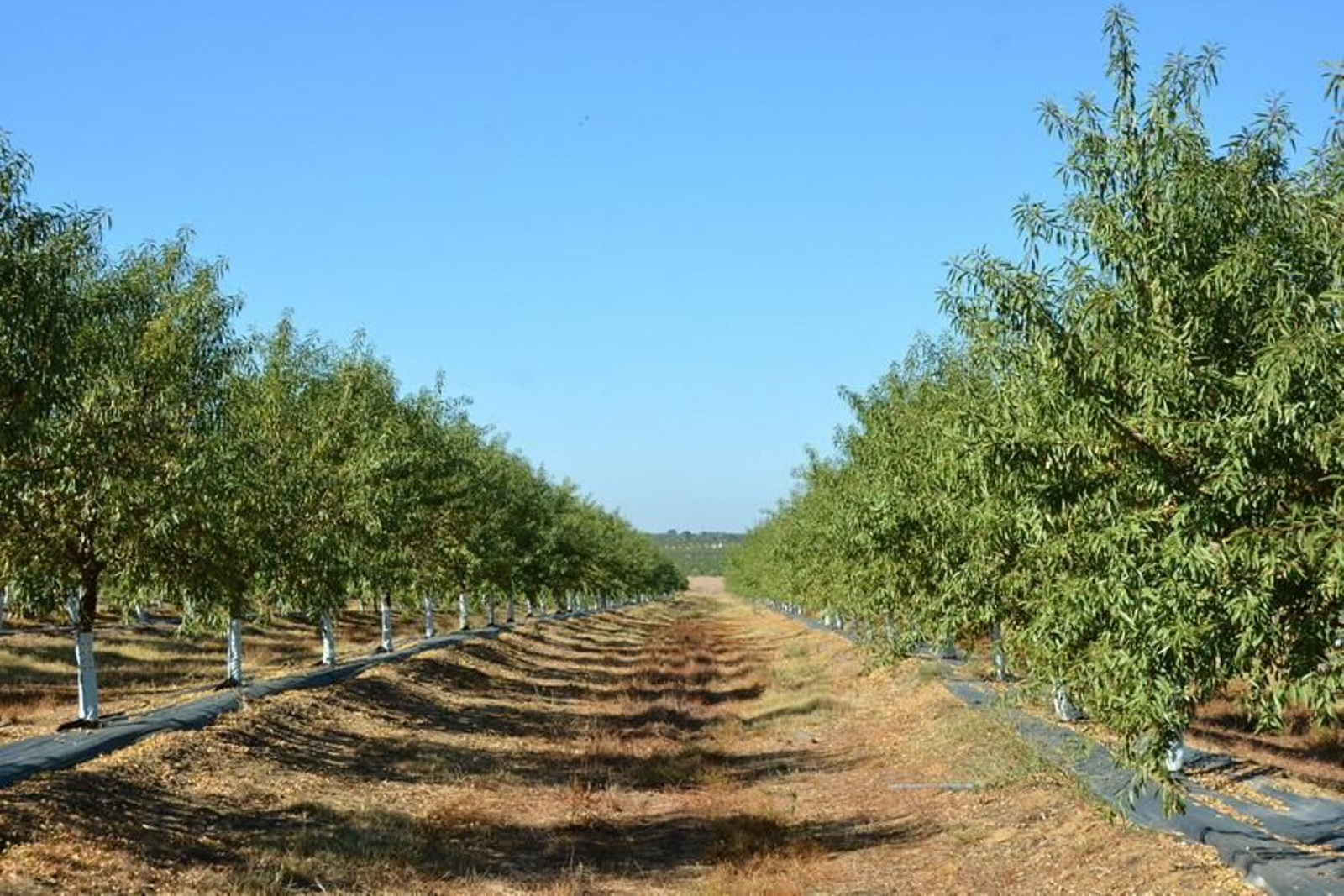 Explotación de almendros en regadío. Explotación de almendros en regadío.