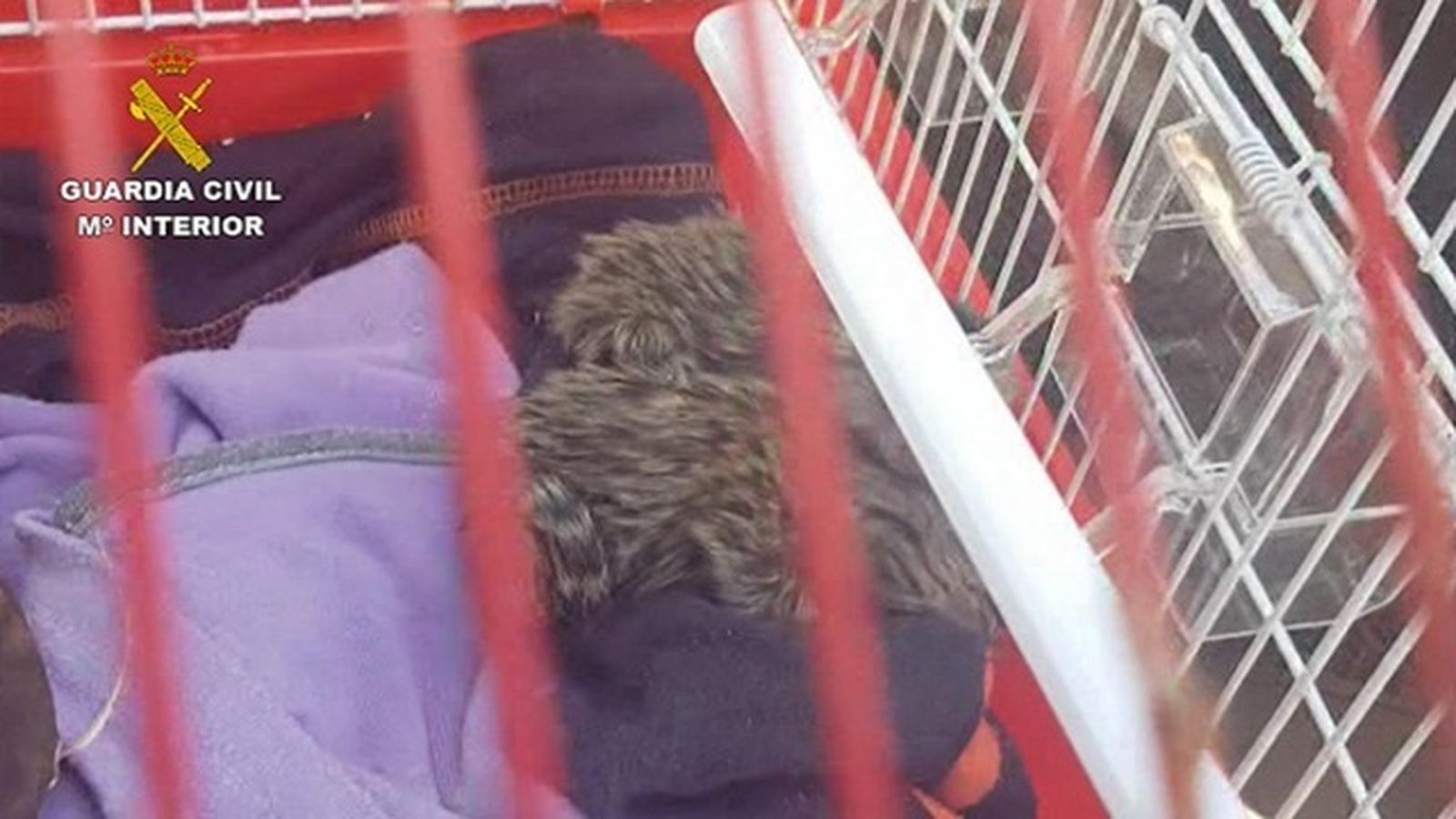 Investigan a 11 personas por  la venta ilegal de primates