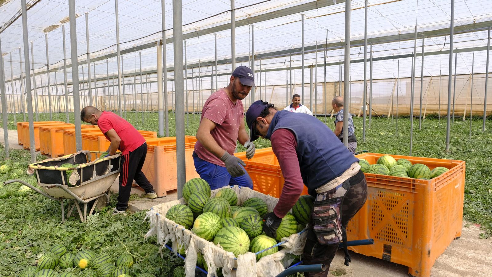 Imágenes de las primeras sandías que salen de Almería esta campaña