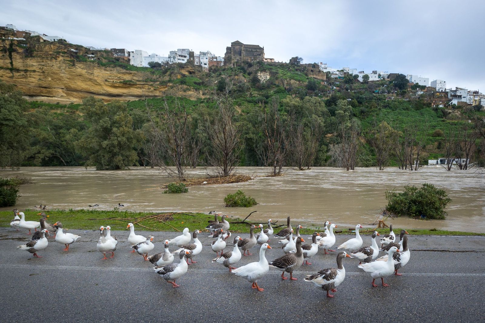 Las imágenes de las inundaciones en Arcos: la espectacular crecida del río Guadalete por la apertura de las presas