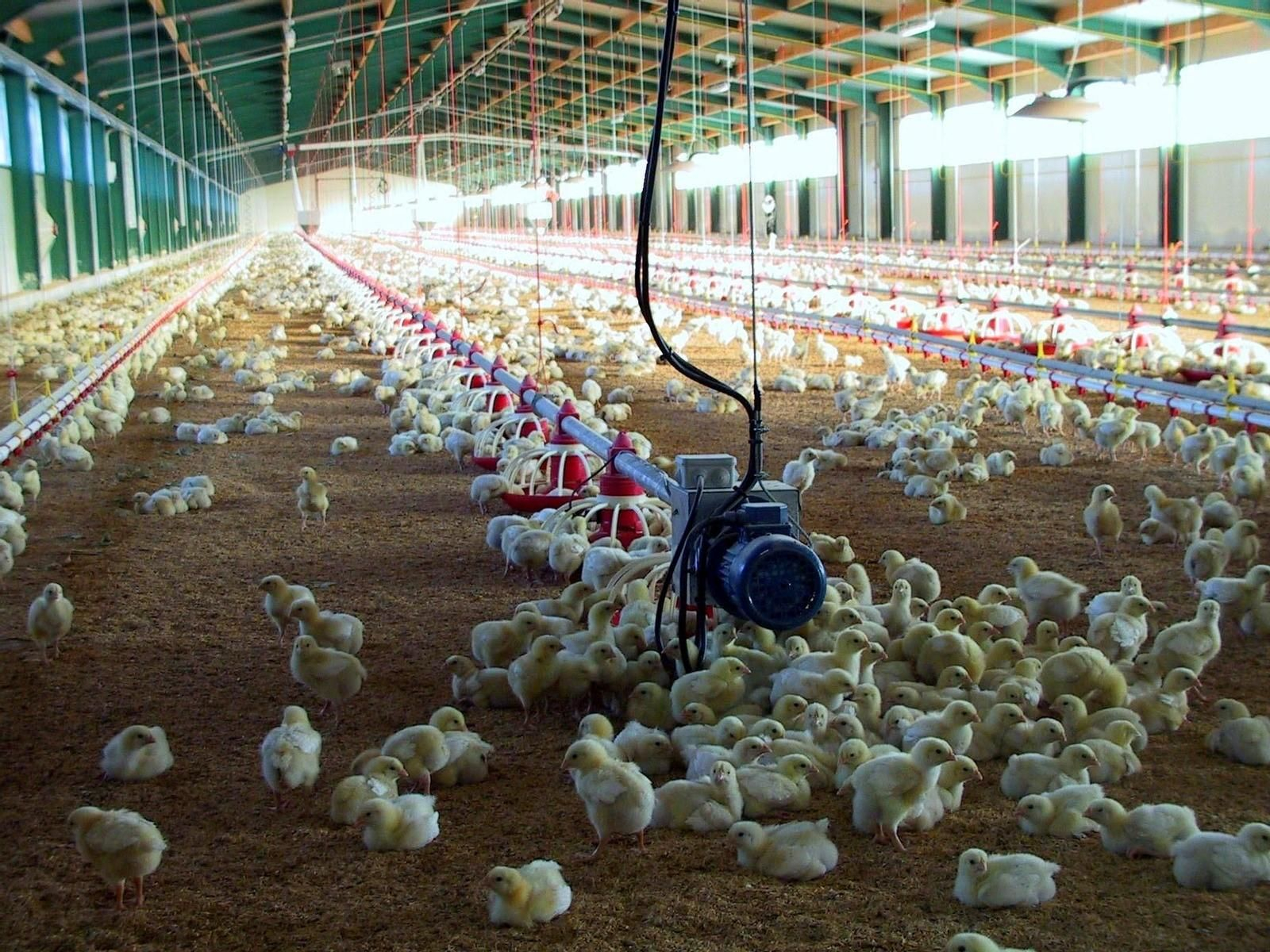 Aves en una granja en una imagen de archivo.