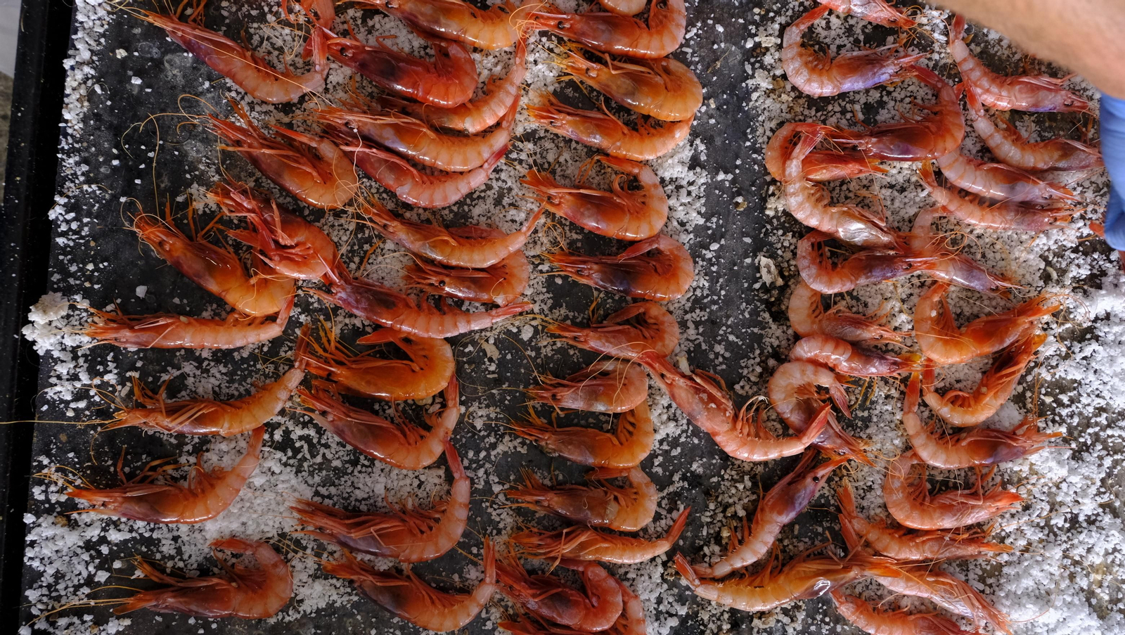 Imágenes de la Feria de la Gamba Roja de Garrucha