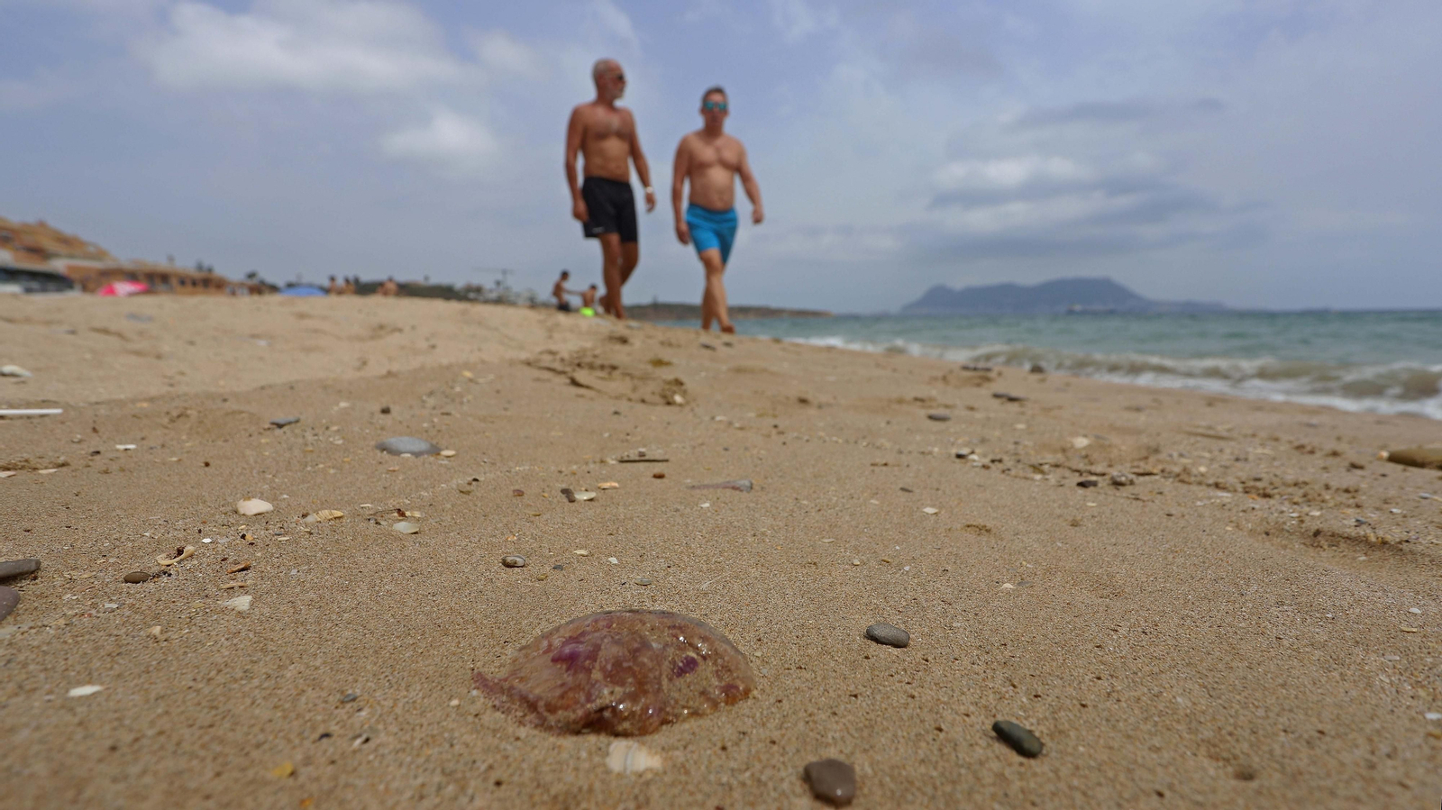 Fotos de la invasión de medusas en las playas del Campo de Gibraltar
