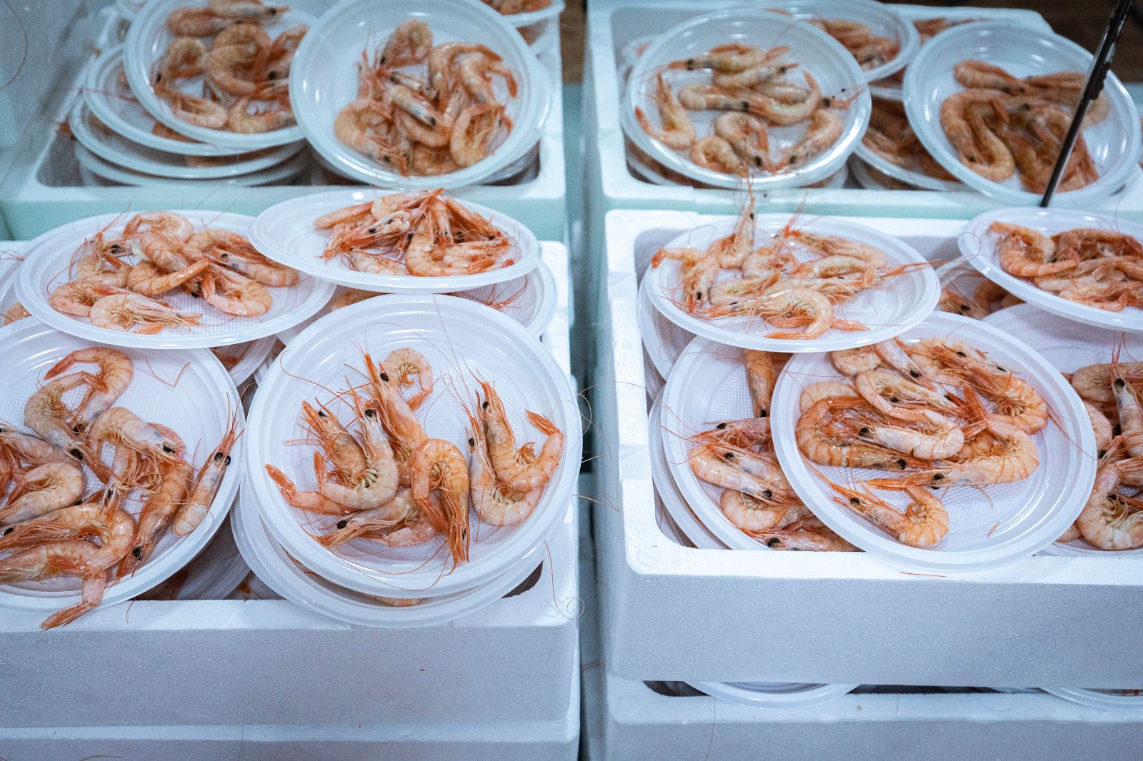 Búscate en la Gambada Solidaria Popular 2025 en Cádiz