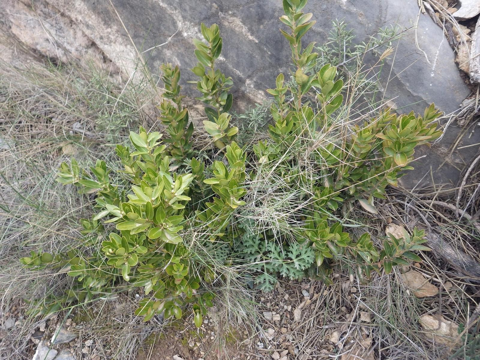 La Bojeda, Puerto de Tíscar en Quesada.