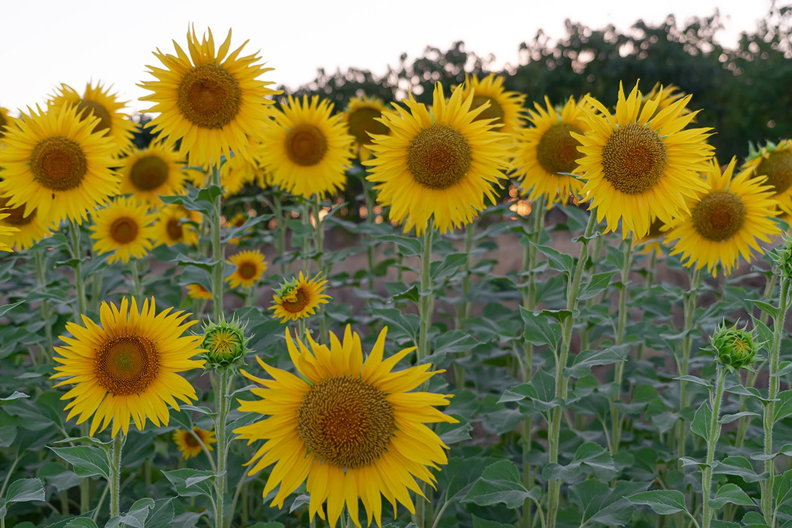 Campos de girasoles en la Campiña de Córdoba