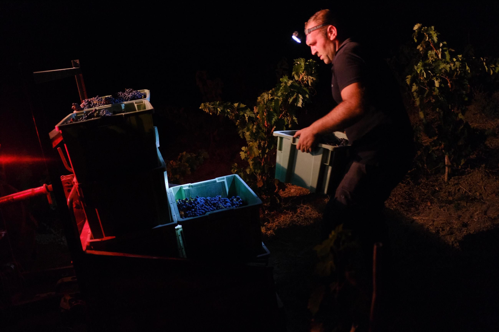 Vendimia en la Serranía de Ronda