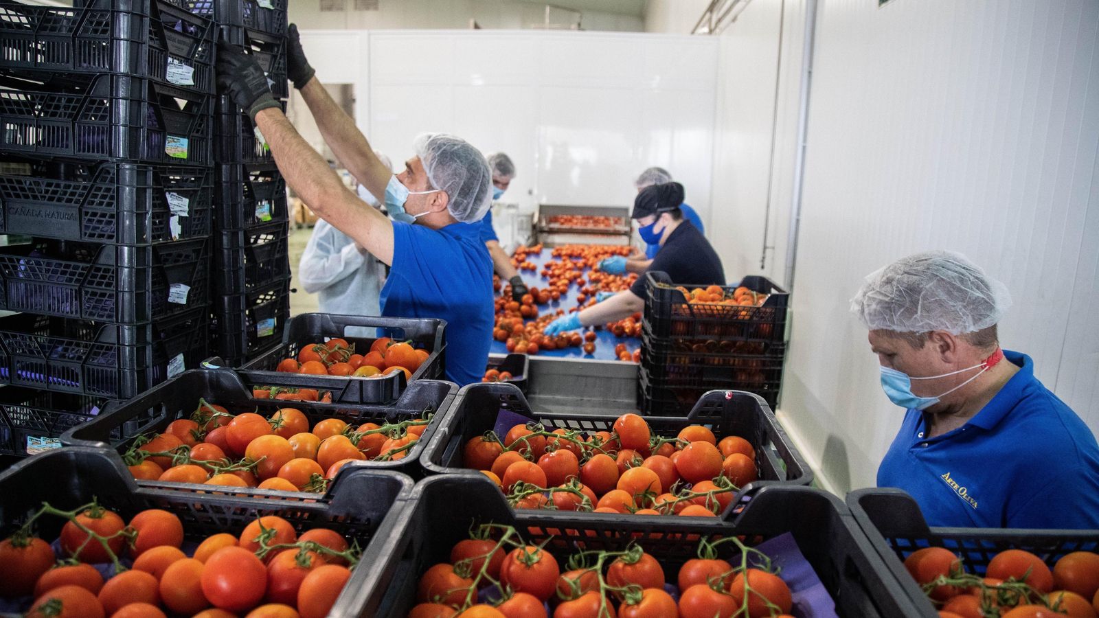 Proceso de selección de tomates en la fábrica Artesur de Palma del Río.