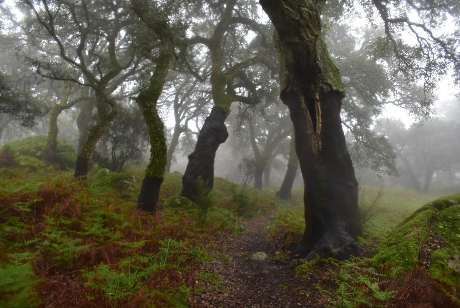 Fotos de la flora y fauna del Parque Natural de Los Alcornocales