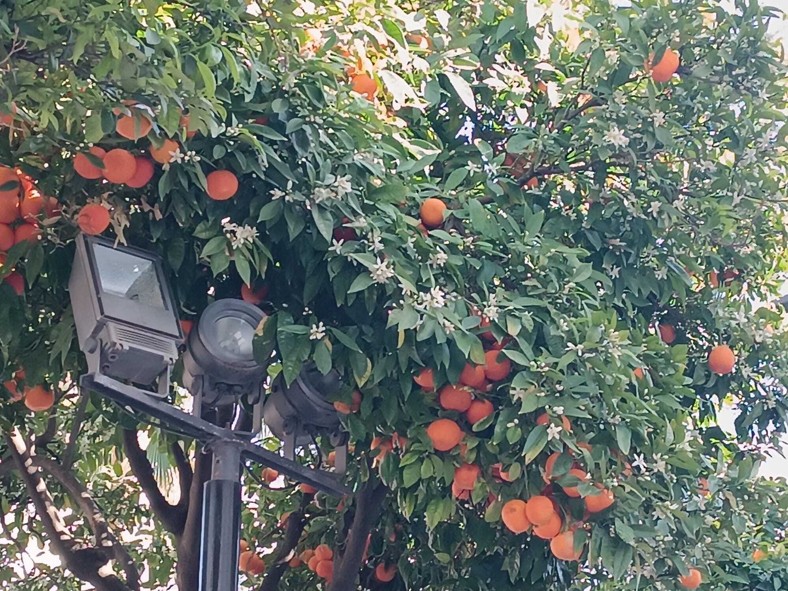 El azahar florece en Algeciras