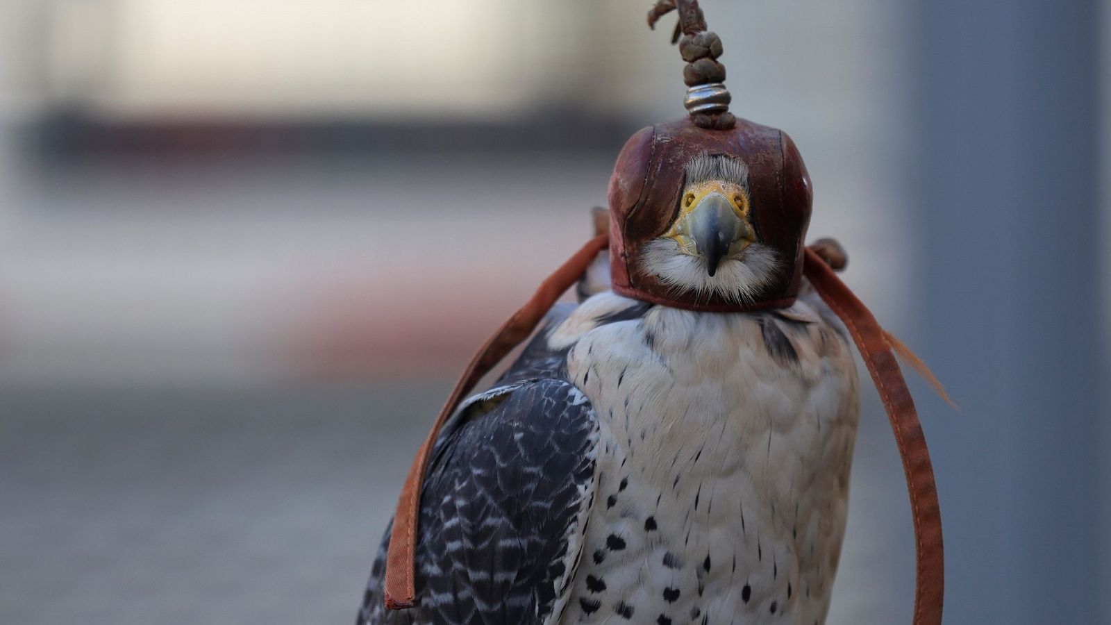 Halcón peregrino en el Aeropuerto de Málaga
