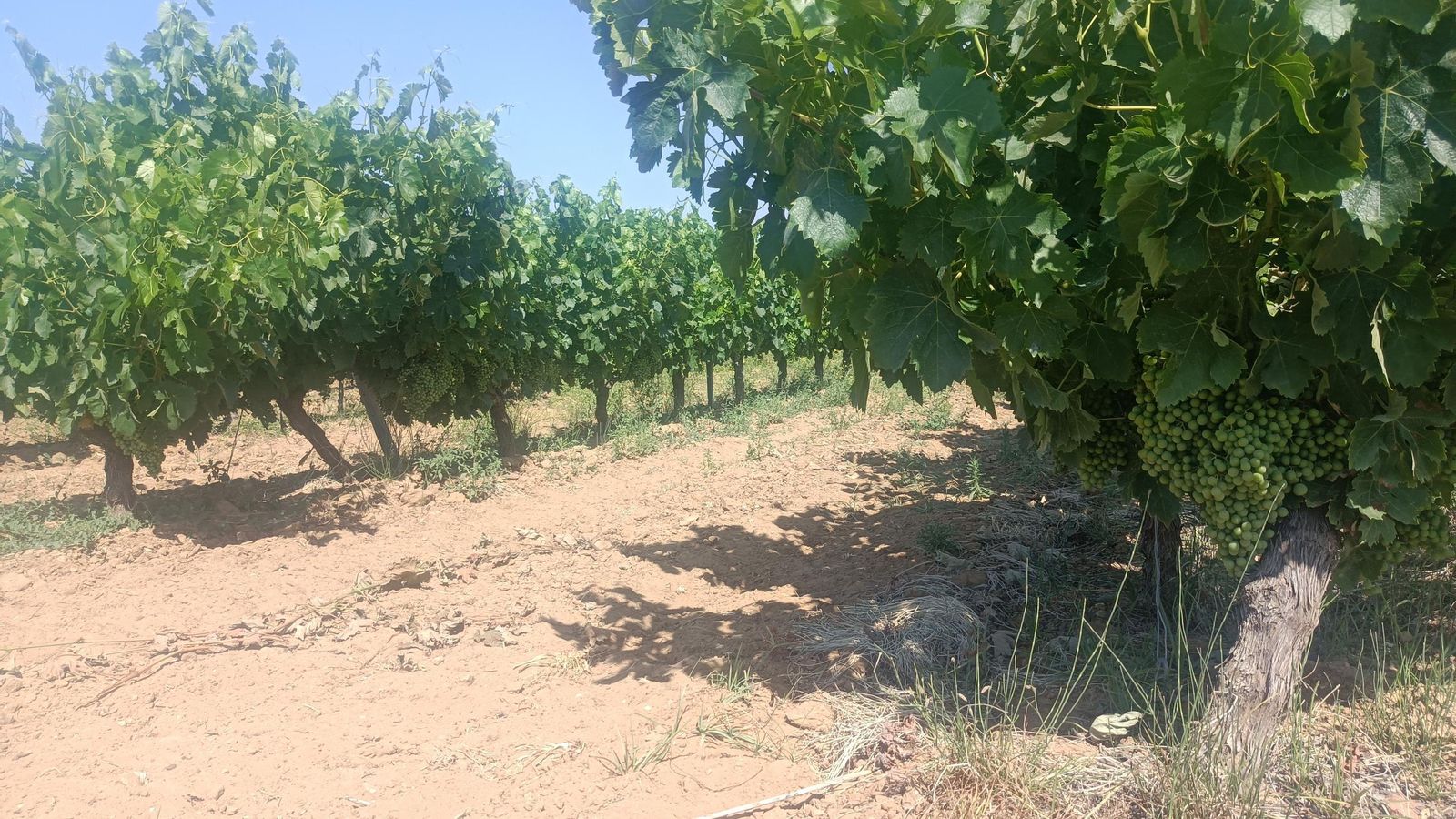 Veremos muchas viñas en los laterales del recorrido.