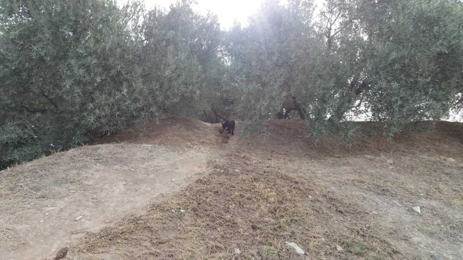 Concluye la búsqueda de la pantera de Granada sin pistas sobre su paradero