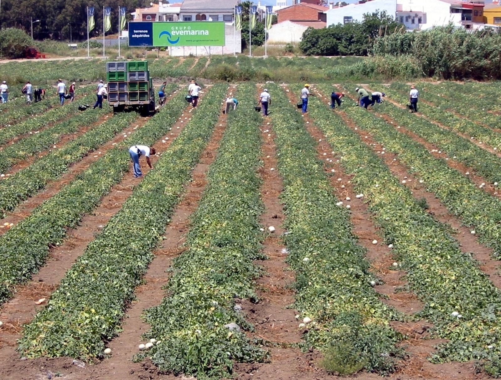 Recolección en un melonar.