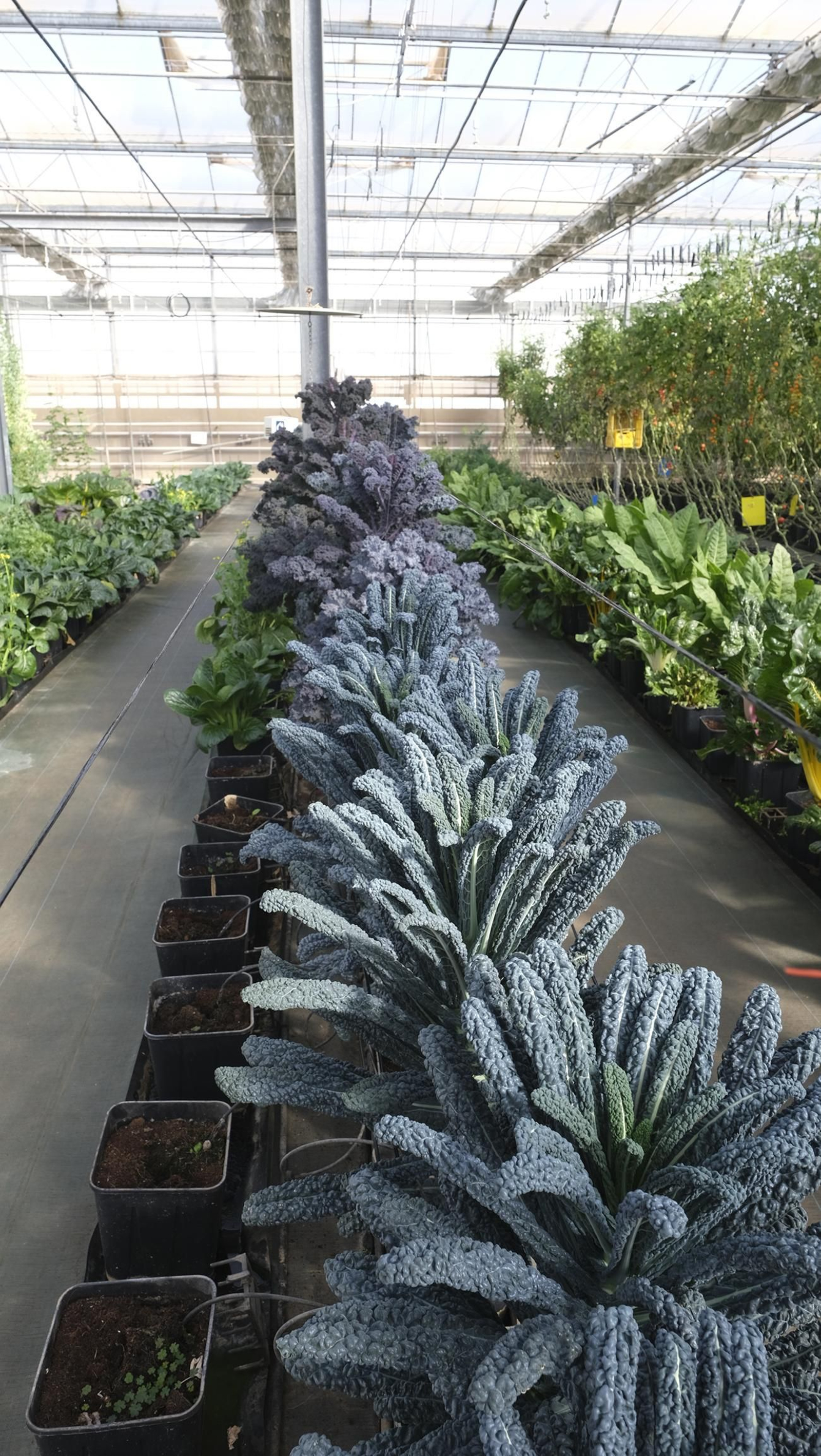 50 años de la Estación Experimental Cajamar-Las Palmerillas, en fotos