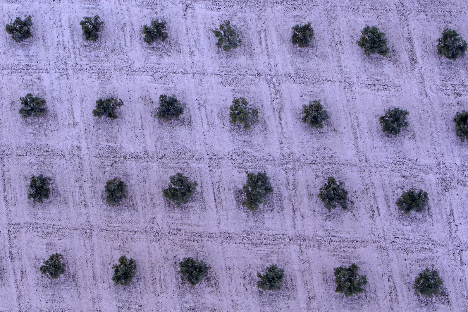 Reportaje sobre el aceite de oliva