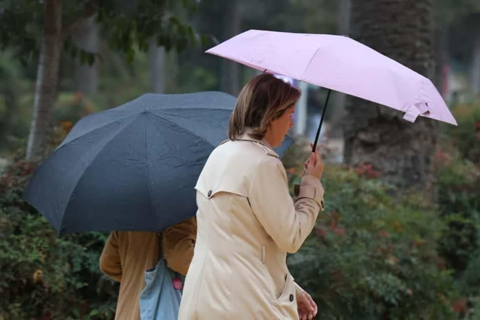 En estos últimos días marcados por la lluvia, los paraguas se funden con el paisaje de Málaga.